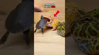 This Frog Eats Mice, Birds&hellip; and Even Other Frogs!🐸