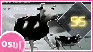POLISH COW IN OSU
