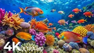 The Best 4K Aquarium - Explore the Underwater World and Beautiful Coral Reef Fish for Deep Sleep #81