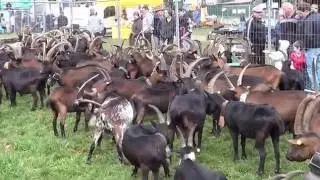 2016-11 19 fiera di pomaretto