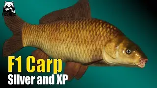 Russian Fishing 4 - Copper Lake - F1 Carp! Earn Silver and XP without Groundbait #rf4 #fishing