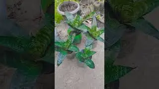 snake plant #garden #green #terracegardenindia #greenscreen #gardening #snake