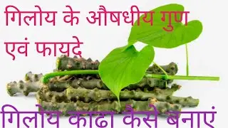 गिरोय(Giloy)के औषधीय गुण एवं फायदे@Fitness and healthy tips
