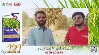 Hybrid Rice Seed | Tara-786 | Tara Group | Tara Seeds | Market Leader  | Farmer Choice | Rice Seed
