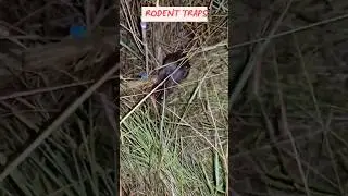 rodent trapping,  #bushcraft #wildlife #outdoorskills #animals #nature #offgrid #camping #fyp  #fish