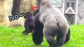 Ринго быстро побежала с едой, пытаясь помешать папе забрать её. 😁😆