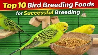 Top 10 Bird Breeding Foods for Successful Breeding