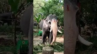 the tusker story-plz subscribe for more videos