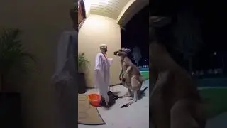 kangaroo's candy snatch is major scare! 😁