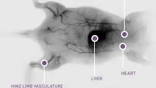Small animal imaging in NIR II with C-RED 2 - Part 1