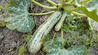 Abobrinha caserta! Plantadas em solo com ervilhaca/ Zucchini