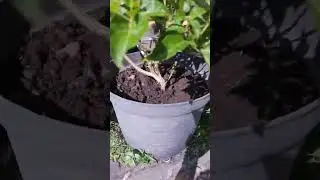 Reveu setelah 7 hari tanaman cabe besar dan berbuah di pindahkan #berkebun #cabeberbuahlebat #garden