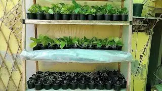 Cutting Grow Secret ||Softwood Cuttings || Propagated in Secret Way