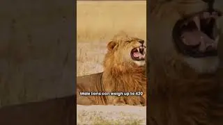 did you know These facts About lions?