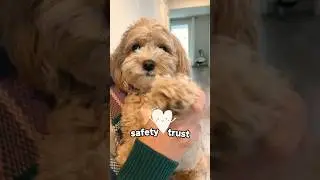 how to correctly lift up a dog
