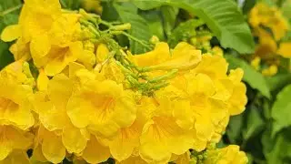 The Nice Flower Tecoma Plant|tecoma flower plant,tecoma flower plant care.#viral #tecoma #flowers