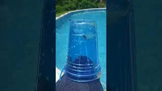 How to deal with biting flies around your pool. Horse fly
