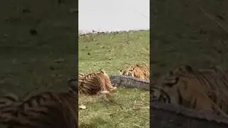 Ridhi Tigress killed crocodile in zone 4 #ranthmbore national park #tiger #viral #trending #ytshorts