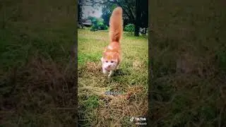 #sibulus