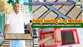 🌾Paddy Seedling Tray Methods🌾நெல் நாற்றுகள் தட்டு முறைகள் உற்பத்தி 🌾நவீன முறை நெல் நாற்றங்கால்
