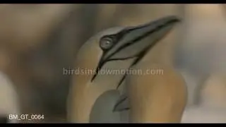 Close up gannets 'fencing' - birdsinslowmotion.com