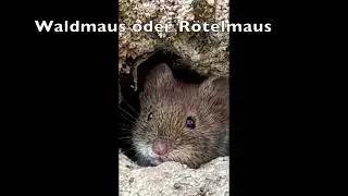 Waldmaus