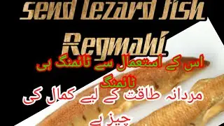 Sand lizard| amazing facts|sand tiger shark facts|amazing facts about garden eels| regmahi | Fish|