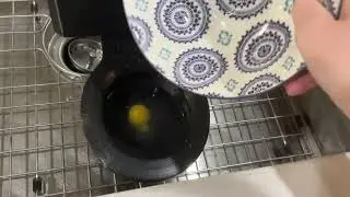 Miniature 5 inch Black Cadet flushing an egg