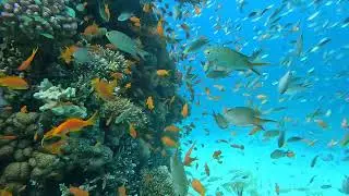Hurghada Diving. One of the Best Dive Sites in Hurghada.