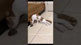 Laser Treatment for Cat With Spinal Cord Damage Causing Paralysis - Vaymed #pets #lasertherapy