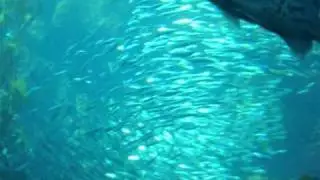Silver Sardines