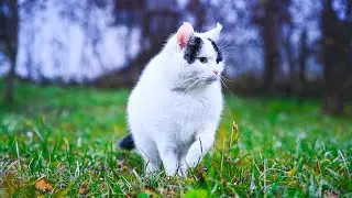 Cat Was Diagnosed With a Heart Defect&hellip; Watch Him Now 🥹