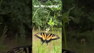 #saveourenvironment #saveourplanet #saveourwildlife #florida #ecosystems #nativeplants #gardening