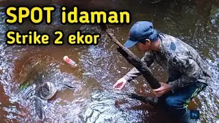 Mancing Labi-labi/bulus umpan lele strike 2 ekor 