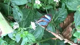 アルドゥインナトンボマダラIthomia arduinna 2019/10/21 Manu Road 1050m, Butterfly of Peru