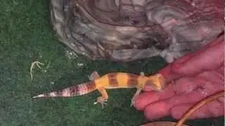 Hand Feeding a Leopard Gecko - How to Tame Geckos to Handle - Bribe them with mealworm treats