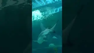Inside the India's largest and latest aquarium at Gujarat Science City in | VTV Gujarati