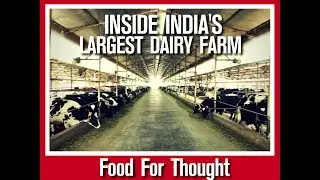 Food For Thought: Inside India's Largest Dairy Farm