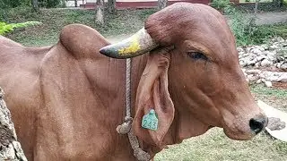 Gau Puja | 19 May 2024  | Live From VDS Bangalore Ashram