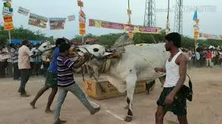 GANNAVARAM RAJA CHOWDARY BULLS WIN 1st PRICE 70,000 ₹/-  AT GURAZALA-2019