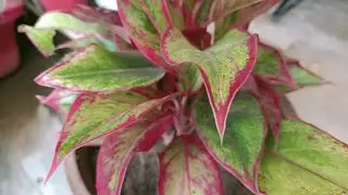 Lipstick Aglaonema Care explained in simple steps for healthy & beautiful plant