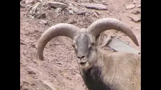Exotic lunch date with Himalayan Blue Sheep (Bharals) in Leh, Ladakh, India.
