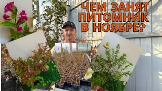 Ноябрь  Тишина  Но не у нас! Чем живет питомник перед зимой