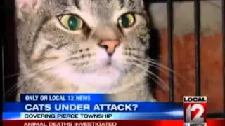 Animal Death's Investigated, Cats Under Attack