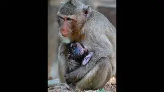 Mommy trying to hug and nurse baby  #adorablemonkey  #babyanimal