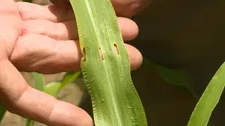 European Corn Borer &ndash; Garden Notes