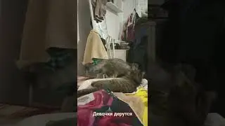 у Кары первая течка и она не хочет играть с Манюней #cat #catlovers