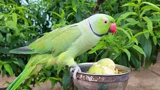 Amazing Alexandrine Parrots Kissing |  Alexandrine Parrots Mating Dance