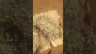 Reduction of moisture content from wood shavings by sunlight
