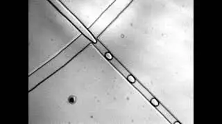 Water in oil droplet generation in micro fluidic flow focusing device